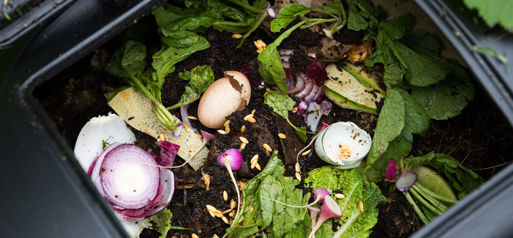 Image of food compost